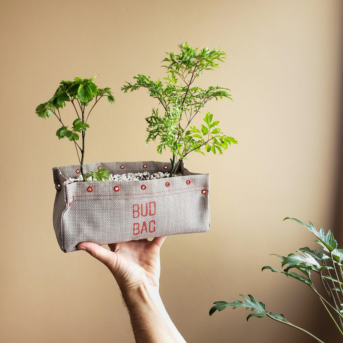 Air Pruning ou poda das raízes pelo ar: uma das vantagens de cultivar na Bud Bag - The Bud Bag