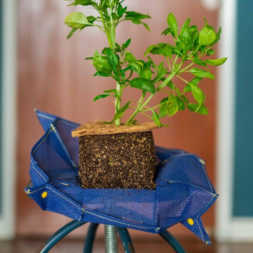 Bud Bag Cubo M - Vaso para Transplante da Coleção Vibe - The Bud Bag -  Vaso de Plantas